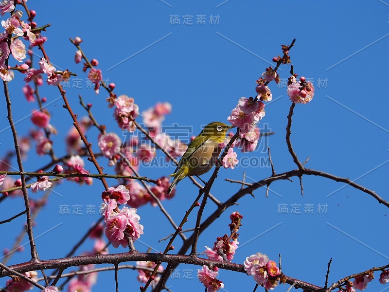 李子和梅次郎