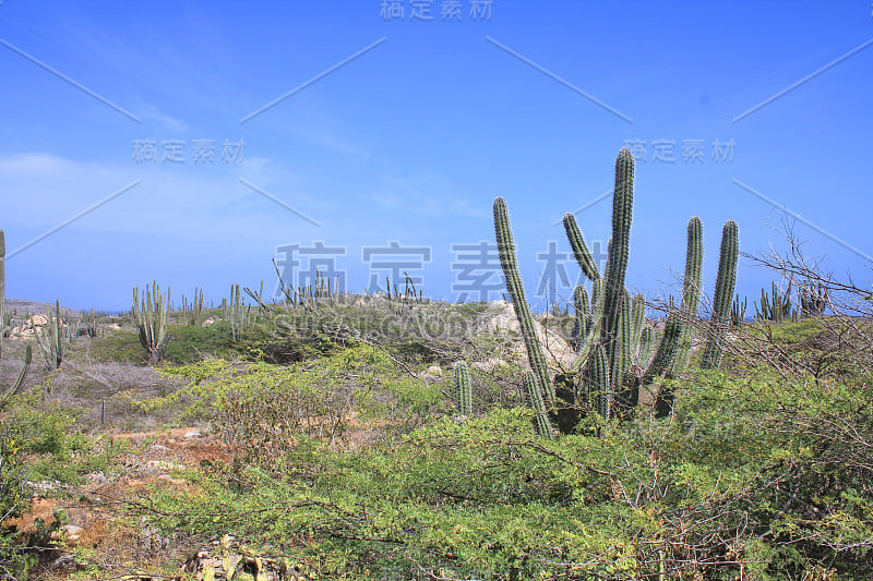 景观在阿鲁巴岛