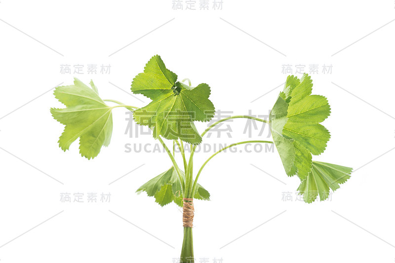 夫人的斗篷叶孤立在白色的背景。花草茶。(Alchemilla mollis)