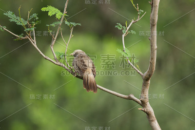 丛林喋喋不休的家伙在树枝上寻找猎物