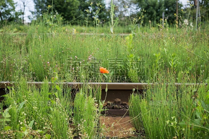 鲜花和植物——铁路上的红罂粟。