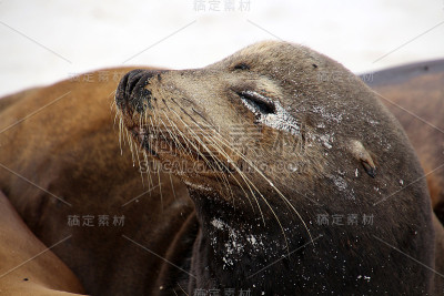 加拉帕戈斯群岛海狮