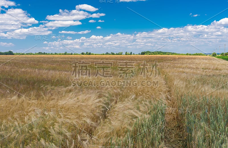 乌克兰中部的夏季景观，蔚蓝的多云天空，未成熟的麦田和麦田里的小路