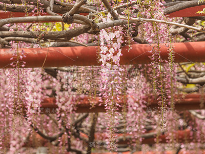 春花系列，紫藤花架