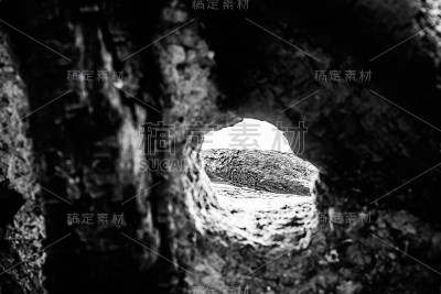 近距离观察黑白相间的枯树