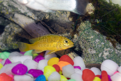 非洲小的马拉维慈鲷鱼