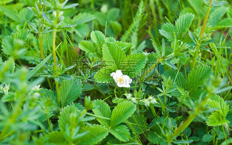 草莓花