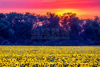 日落时的向日葵田