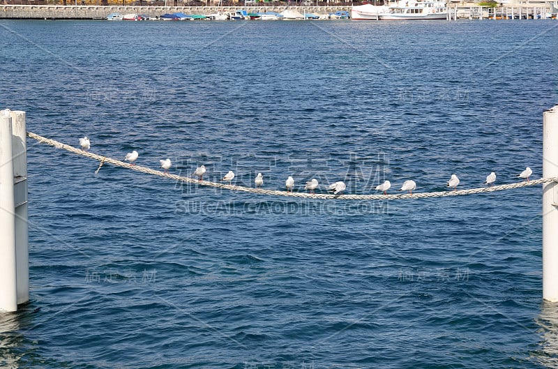 日内瓦湖上的海鸥