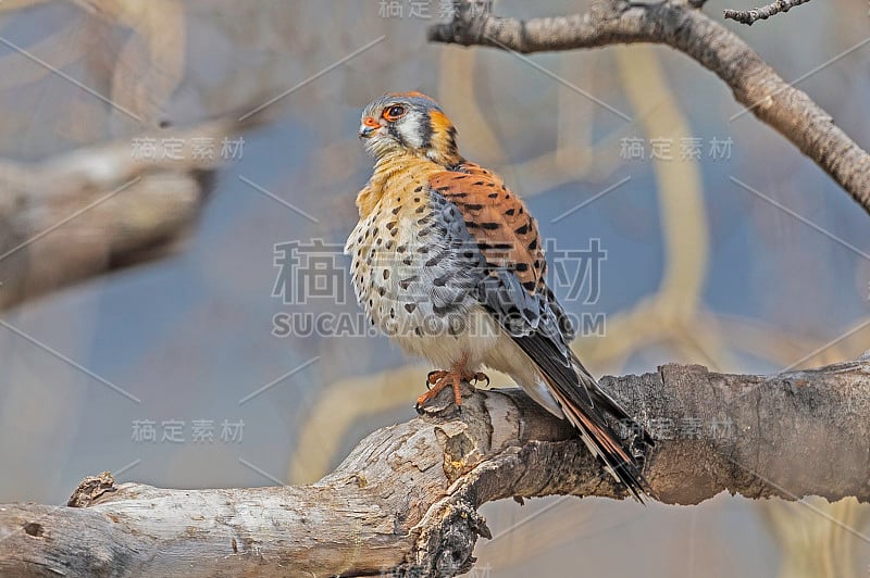 美国红隼(Falco sparverius)是北美体型最小、最常见的猎鹰。黄石国家公园