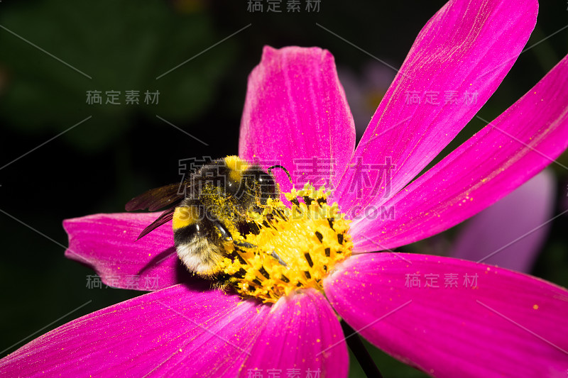 大黄蜂坐在一朵有着亮紫色花瓣和黄色花粉的花上。宏