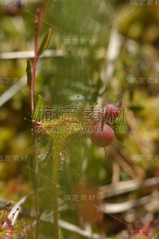 野生茅膏菜