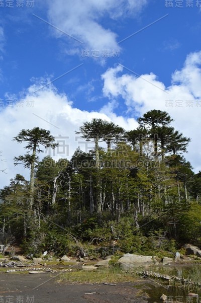Araucarias沧桑