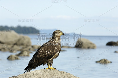 岩石上的鹰