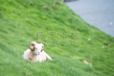 法罗群岛上的羊