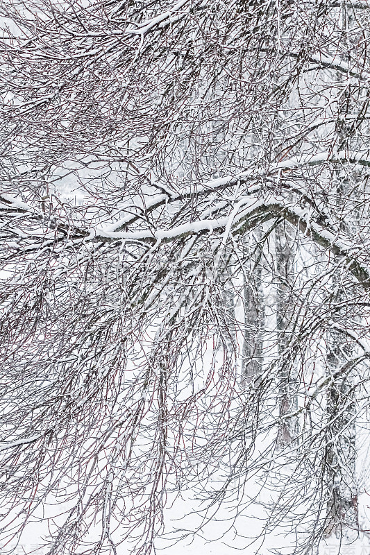 童话般的白雪覆盖的树枝，白雪覆盖的自然风景和寒冷的天气。冬天公园下雪