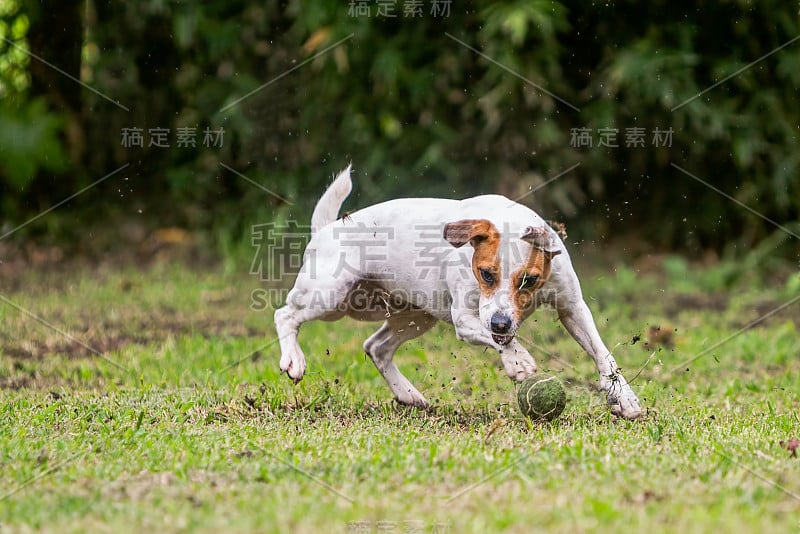 杰克罗素梗试图抓住一个球