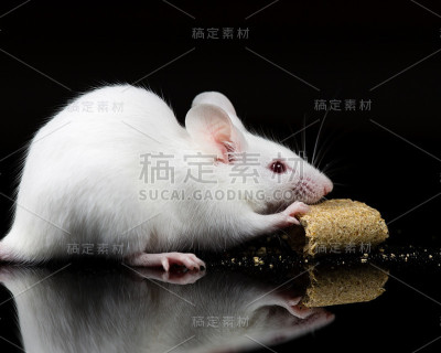 用于科学研究的小白鼠