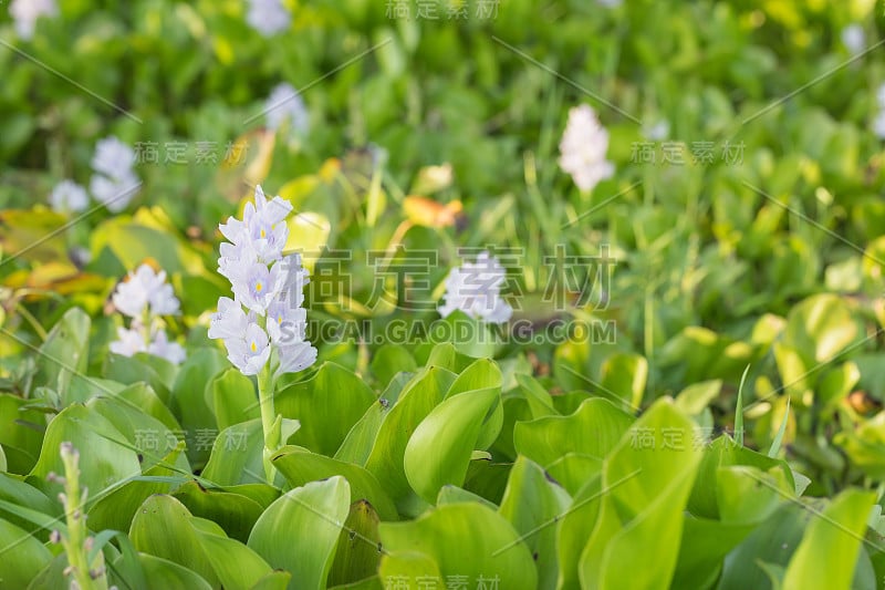 巨型水葫芦