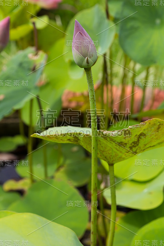 莲花花蕾花