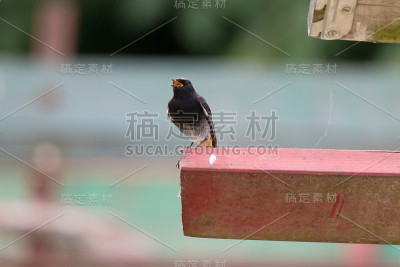 黑色红尾鸲