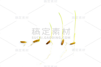 水稻孤立生长序列，进化概念，c