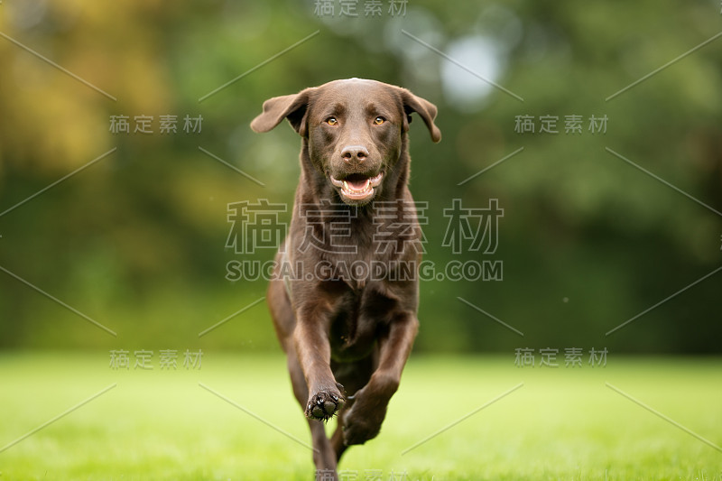 拉布拉多寻回犬的狗