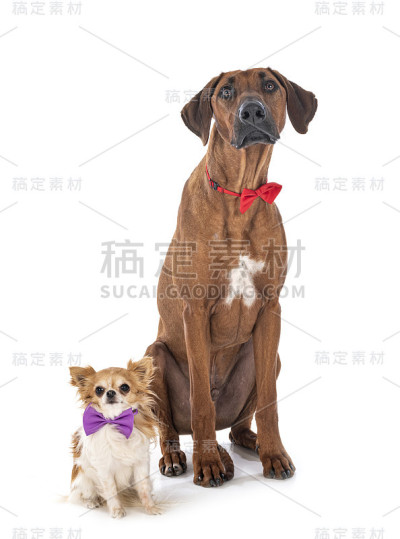 罗得西亚脊背犬和吉娃娃犬