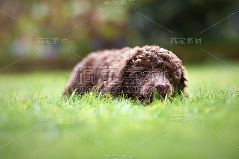 迷你贵宾犬小狗