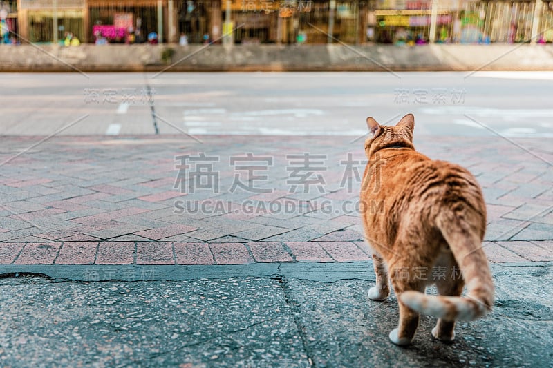 香港市区街头一只姜黄色流浪猫