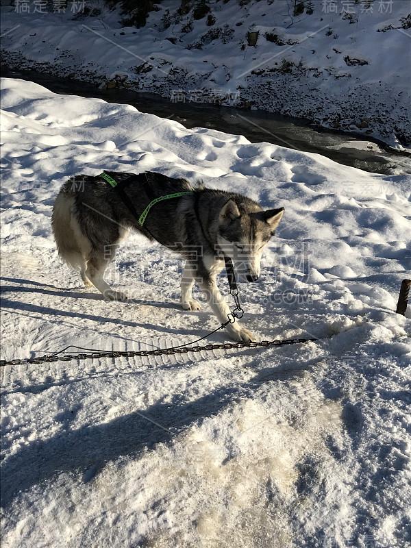 雪橇犬比赛。哈士奇雪橇犬队拉雪橇用狗musher。冬天的竞争。