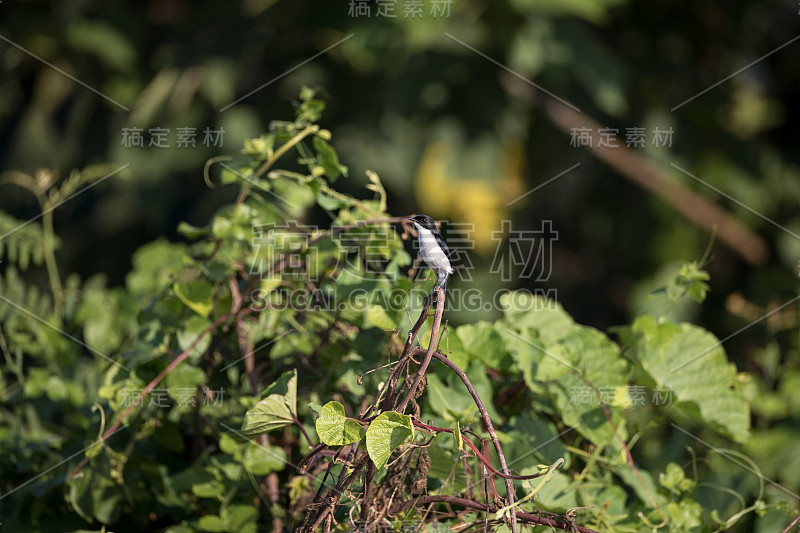 成人Jerdon的丛林聊天(Saxicola jerdoni)