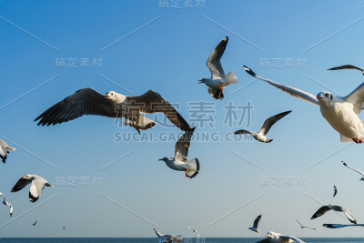 一群海鸥在蓝天上飞翔