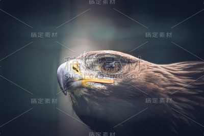 鹰