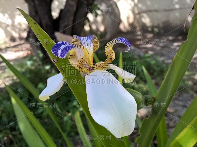 巴西新马利卡假丝酵母花在花园里