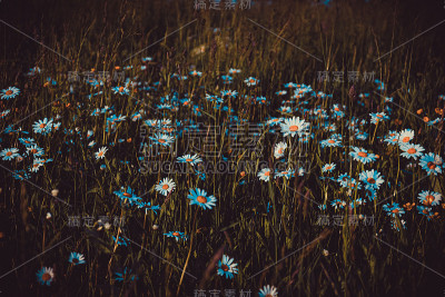 蒲公英花的草地