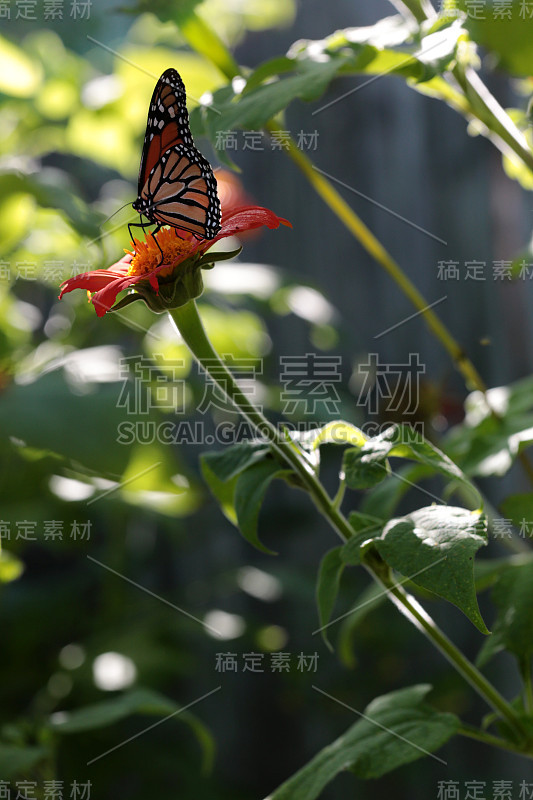 一只在吃马鞭草花的帝王蝶