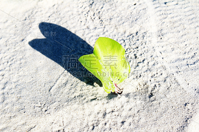 沙地上的植物