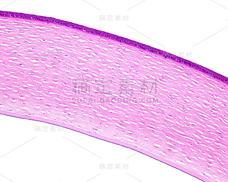 的眼睛。角膜层