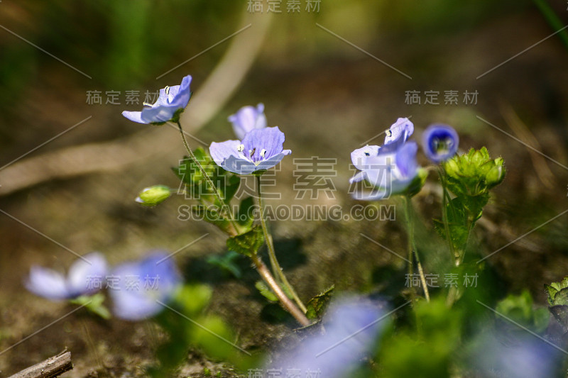 美丽的蓝色小花在春天的草地上