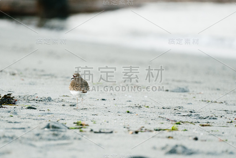 在华盛顿海滩上散步的一只猎鹿鸟的后面观看