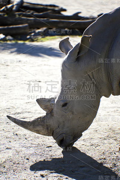 Rino