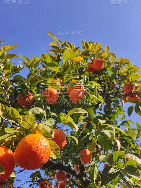 橘子树枝的特写