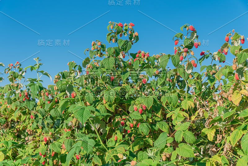 在美国华盛顿，碧蓝的天空下，茂盛的成熟树莓丛