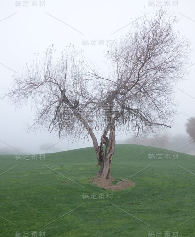 雾树