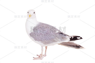 欧洲银鸥，两岁，白色