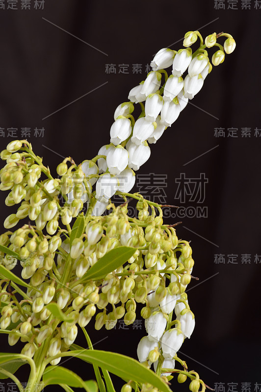 特写的Pieris Flowers在黑色