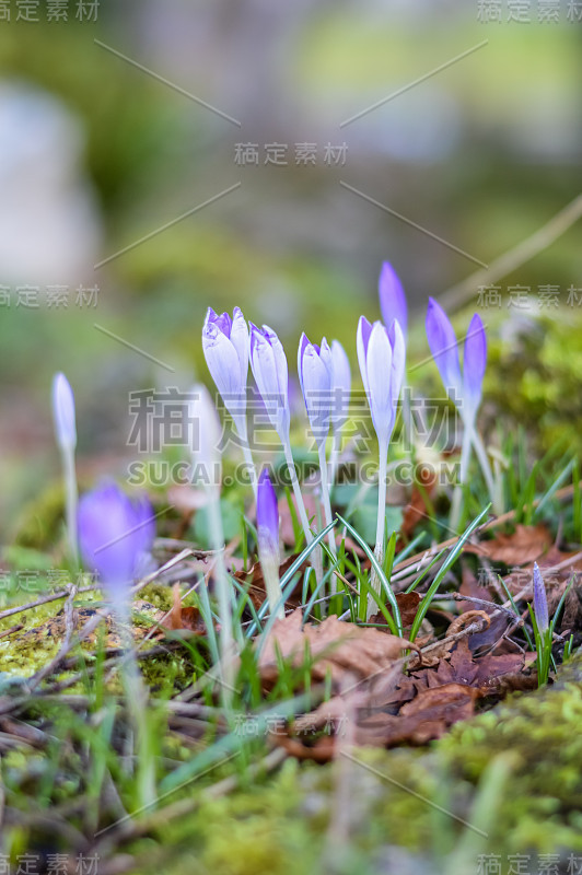 浅紫色番红花