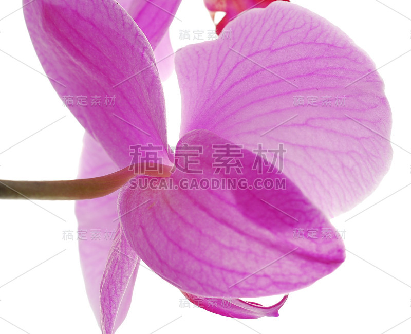 Orchid2