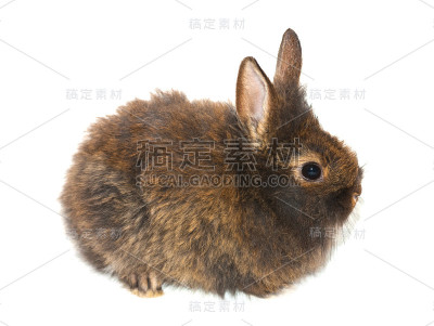 灰色的小兔子